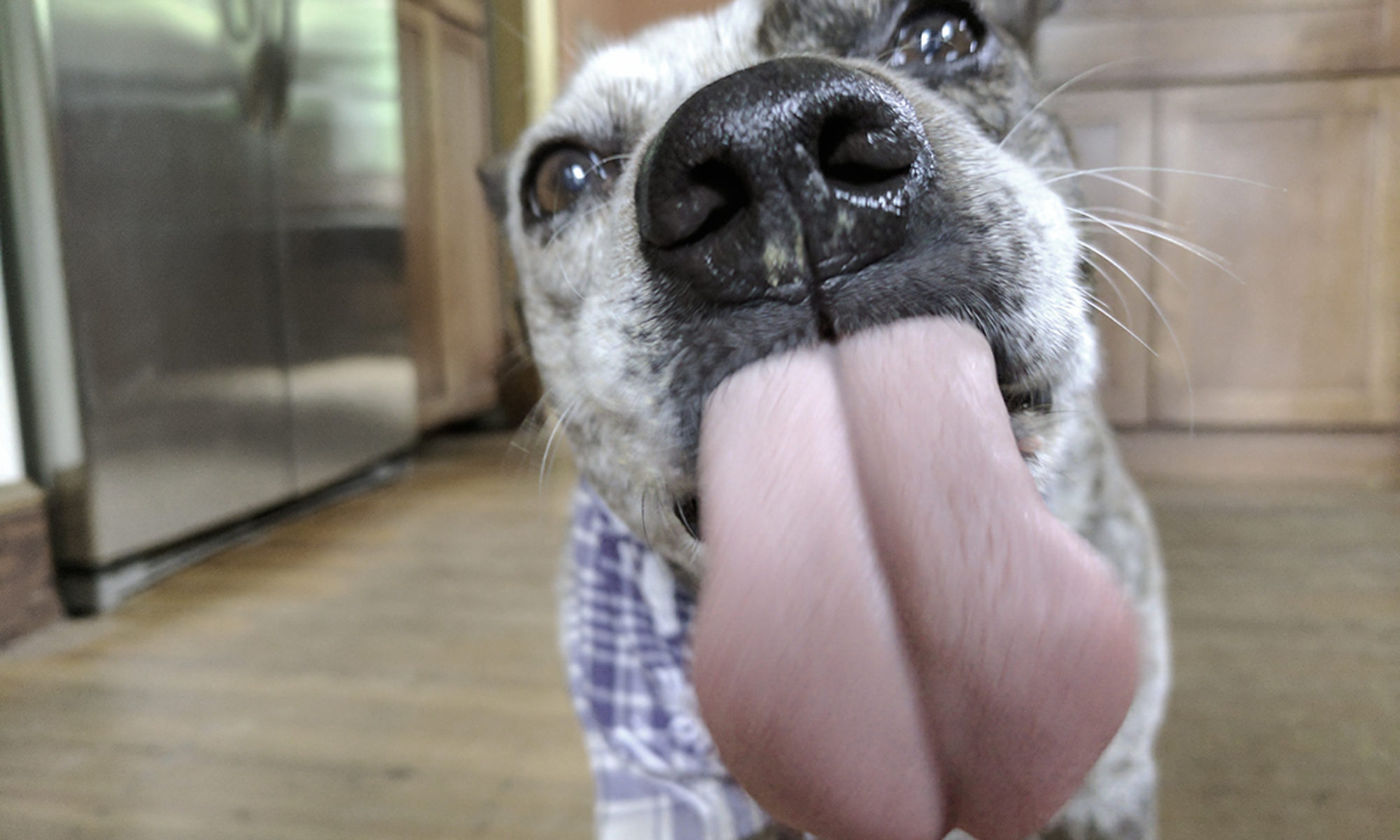 Dogs Eating Peanut Butter