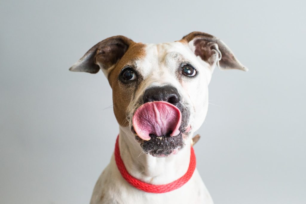 LA shelter dog eating peanut butter